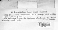 Hirudinaria macrospora image